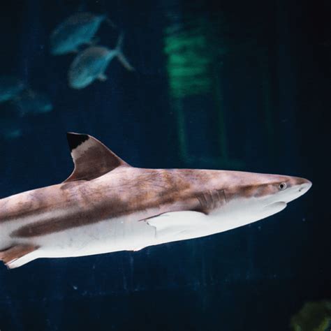 Blacktip Reef Shark | The Zoo Society