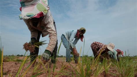 Supporting Cambodian Agriculture