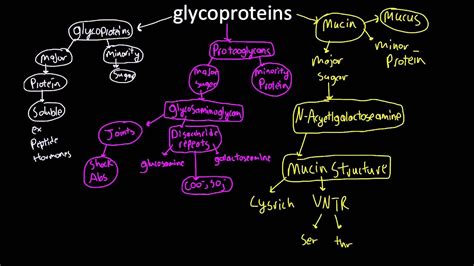 glycoproteins - YouTube