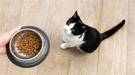 Cat food grain free listing page