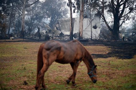 Australia wildfires: Animals in peril across the country