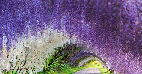 Wisteria Flower Tunnel, Japan | 83 Unreal Places You Thought Only Existed in Your Imagination ...