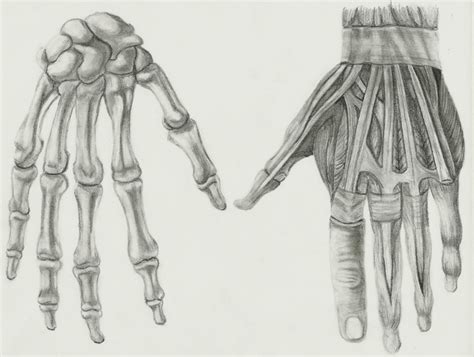 Anatomy Hand Drawing Art - Drawing Skill