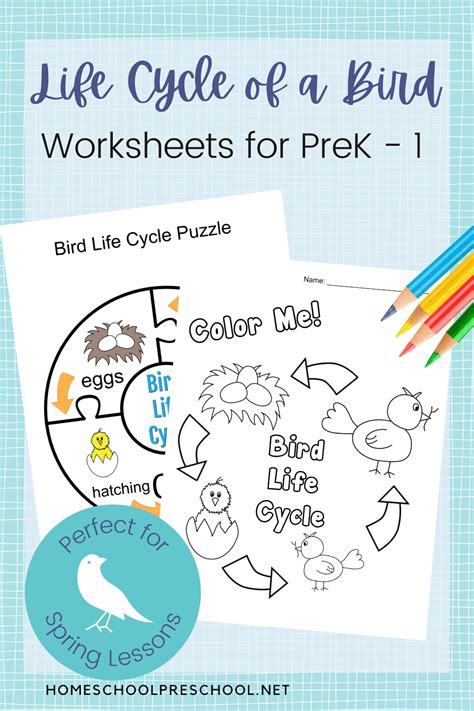 Bird Life Cycle Worksheet | SexiezPicz Web Porn