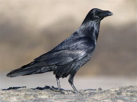 Ravens Birds Pictures - PictureMeta