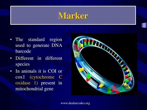 DNA BarcodING IN ANIMALS