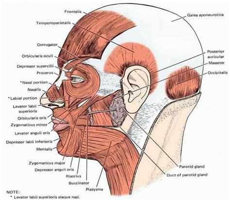 A note on muscles of the face and scalp with a video – Artofit