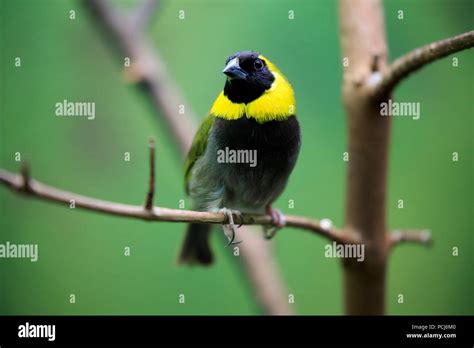 Cuban melodious finches hi-res stock photography and images - Alamy