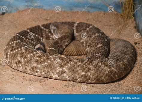 A Snake in Its Habitat stock photo. Image of herpetology - 275864154