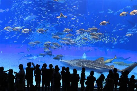 Okinawa Aquarium editorial image. Image of water, people - 16836670