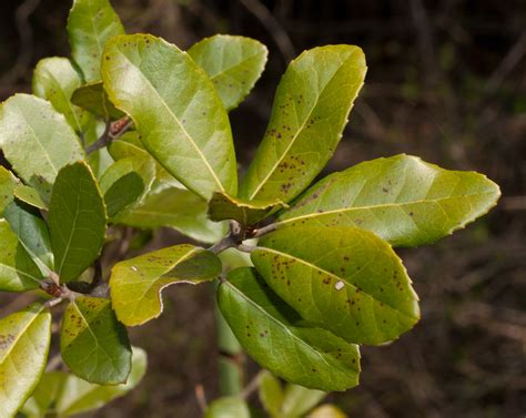 Quercus agrifolia (Coast live oak)