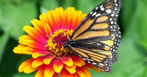 How To Create A Butterfly Garden | Prairie Gardens & Jeffrey Alans