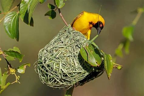 Bird Nests Guide (Types & Interesting Facts) - Nature Roamer