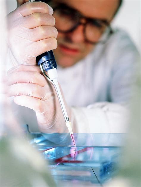 Samples Of Dna Being Loaded Onto An Agarose Gel Photograph by Tek Image - Fine Art America