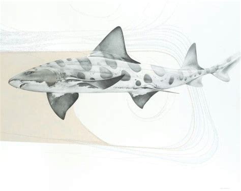 Leopard Shark Illustration | Leopard shark, Shark drawing, Shark illustration