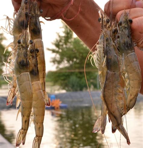 Pin on aquaponic fish