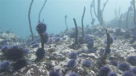 Missing the (Kelp) Forest for the Trees: An Overlooked Factor in Blue ...