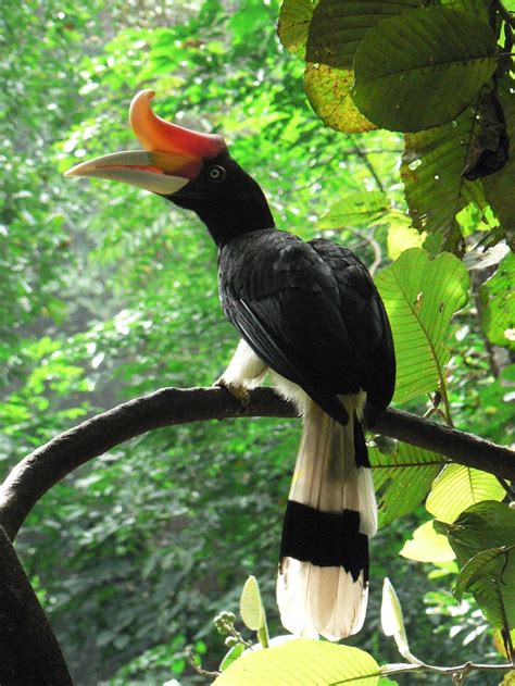 Sarawak, Malaysia National Bird | Pet birds, Borneo, Sarawak