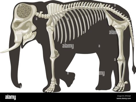 Elephant Anatomy Concept for Science Education illustration Stock ...