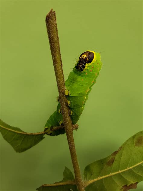 This Luna moth Caterpillar (Actias luna) looks like an evil genius ...