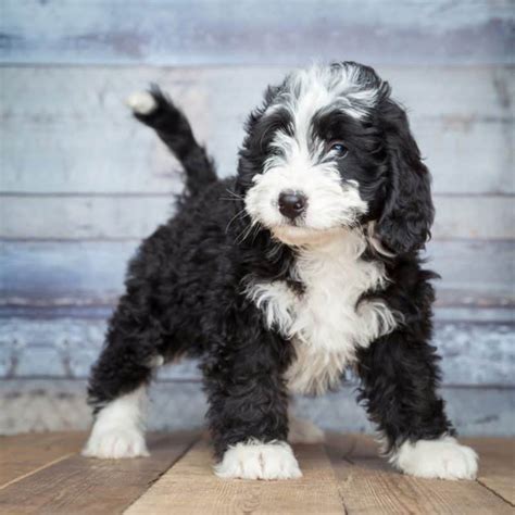 Bernedoodle Dog Breed Information, Images, Characteristics, Health