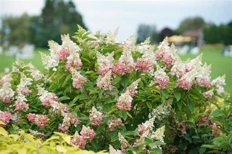 Hydrangea paniculata Pinky Winky®