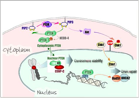 A model of PTEN as a guardian of the genome. PTEN maintains genomic... | Download Scientific Diagram