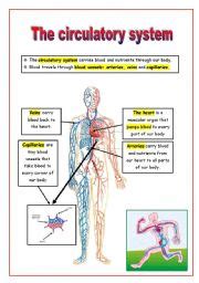 The circulatory system - ESL worksheet by Mariola PdD