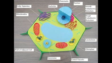 Plant cell model with paper l amazing paper crafting | Plant cell model ...