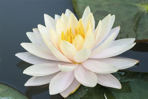 White Lotus Wallpapers - Wallpaper Cave