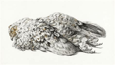 A dead chicken (1827) by Jean Bernard (1775-1883). Original from the Rijks Museum. Digitally ...