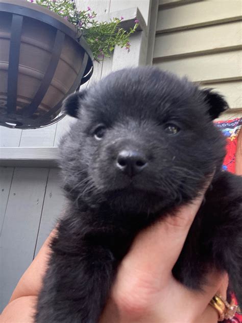 Schipperke Puppies For Sale