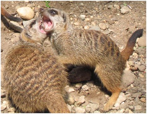 Fighting Meerkats by roes on DeviantArt