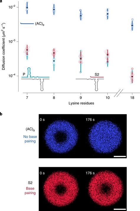 Kn coacervates permit RNA–RNA interactions a, Boxplot of Cy5-P, Cy5-S2... | Download Scientific ...