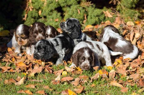 3 Cocker Spaniel Breeders In Oregon