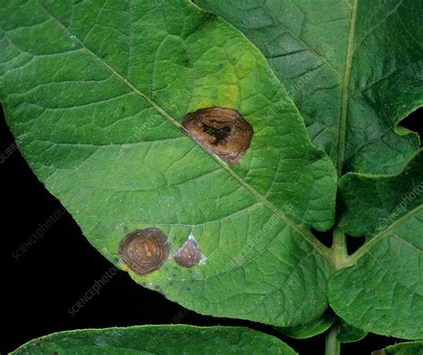 Potato early blight - Stock Image - C027/3201 - Science Photo Library