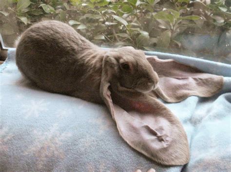 English Lop Rabbits at My Little Sweetie Rabbitry | English lop, Rabbit breeds, Rabbit