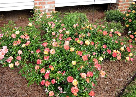 Peach Drift Roses - 2nd year. Love these! | Landscaping plants, Front ...