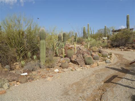 ArtByCarolAnn: Arizona-Sonora Desert Museum