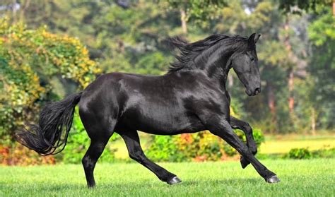 162 Black Horse Names – Animal Names