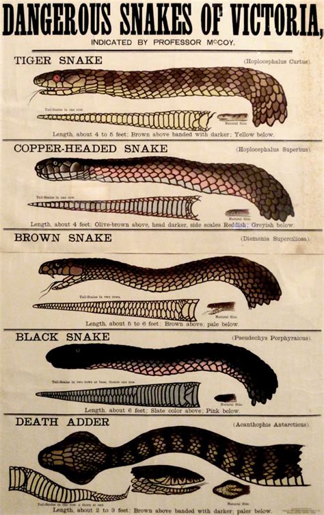 Wild West-inspired poster warns of Australia's deadliest snakes - 9Pickle