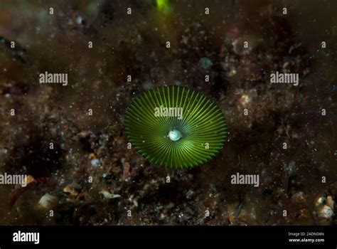 Underwater Marine Life Photography, Sea Creatures Stock Photo - Alamy