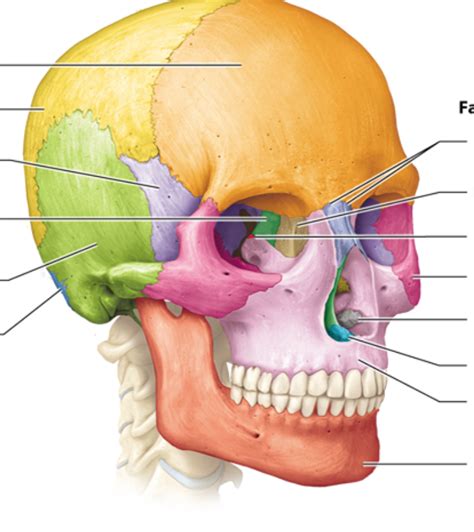 Anatomy Chapter 7 - cranial bones Diagram | Quizlet