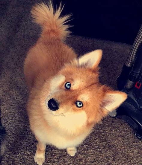 Meet Mya, The Pomeranian-Husky Mix That Looks Just Like A Little Fox