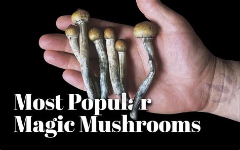 The Most Popular Magic Mushroom Strains | Quadzilla Cannabis