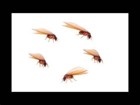 Flying termites or flying white ants flying ants in sydney pestgo - YouTube