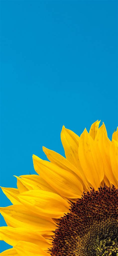 Sunflower Blue Wallpapers - Top Free Sunflower Blue Backgrounds - WallpaperAccess