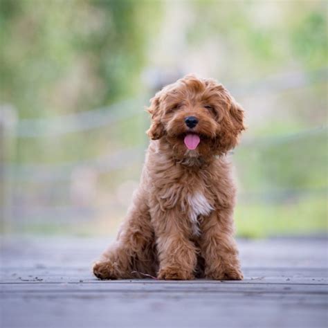 The Cavoodle: An Owner's Guide | Greencross Vets