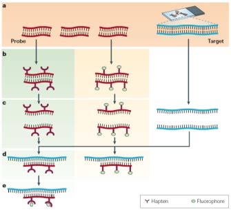 Fluorescence In Situ Hybridization (FISH) | Learn Science at Scitable