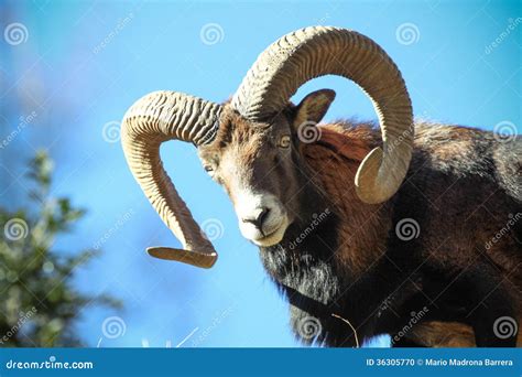 Mouflon horns stock photo. Image of sheep, orientalis - 36305770